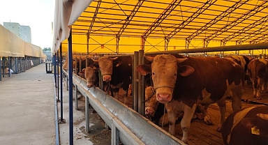 İBB, İstanbul’u Kurban Bayramı’na hazırlıyor. İBB’ye ait 5 modern tesiste kurban satış ve kesim hizmeti verilecek