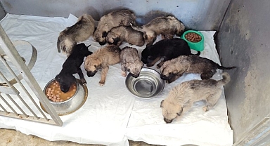 İzmir Büyükşehir Belediyesi, Bornova’da çıkan Yangından kurtarılan can dostların bakımı sürüyor