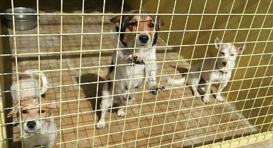 Kemer Belediyesi’nden can dostlara yardım eli