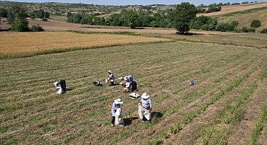 Kocaeli'de kekik hasadı başladı