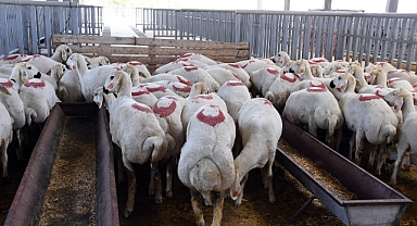 Konya Büyükşehir Kurban Bayramı'na Hazır