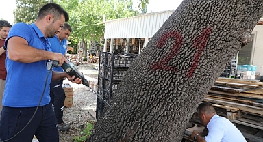 Muğla’da İlk Defa Görülen Turunçgil Uzun Antenli Böceği ile Mücadele
