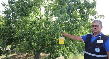 Narenciye İhracatına Büyükşehir Desteği