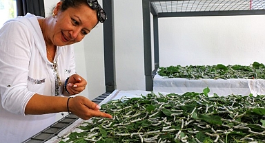 Sapadere İpek Böcekleriyle yeniden canlanıyor