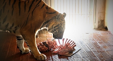 Doğal Yaşam Parkı'nda Dünya Kaplan Günü kutlandı