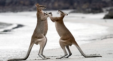 İzleyicileri Avustralya’nın Eşsiz Doğasında Yolculuğa Çıkaracak ‘Sıra Dışı Avustralya’ 2 ve 9 Ağustos Cuma 20.00’de National Geographic WILD Ekranlarında!
