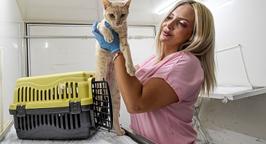 İzmir Büyükşehir Belediyesi kısırlaştırma çalışmalarına hız verdi