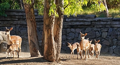 İzmir Doğal Yaşam Parkı’nın en yeni üyesi Kakadu papağanı ailesinin 15 yıl sonra ilk yavrusu dünyaya geldi