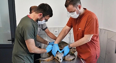 Körfez’deki yaralı Caretta carettaya yardım eli