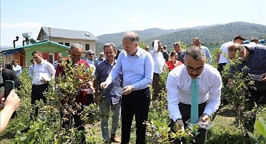 Mavi Yemişte Hasat Başladı