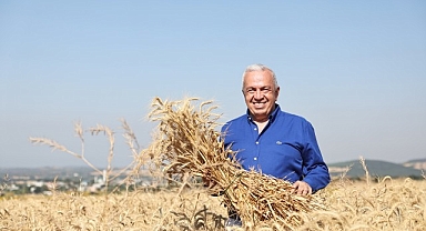 Nilüfer’de yerel tohumdan üretilen buğday hasadı başladı 