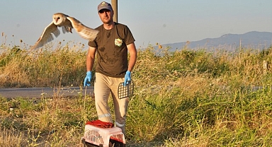 Peçeli baykuşlar özgürlüğe kanat çırptı