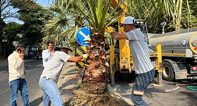 Salihli Belediyesi Site Caddesi’ni Palmiye Ağaçlarıyla Yeşillendiriyor