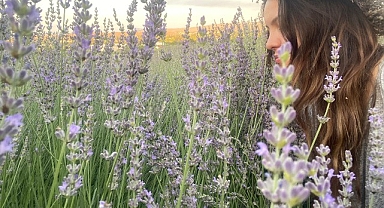 Seferihisar'da lavanta hasadı zamanı