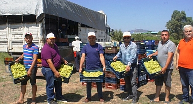 Superior Seedless çeşidi sofralık üzümün ihracat yolculuğu 11 Temmuz’da başladı