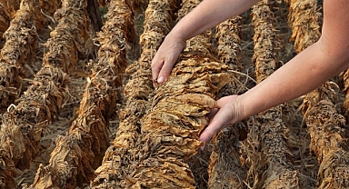 Tütün sektörü 6 ayda 451 milyon dolar ihracat gerçekleştirdi