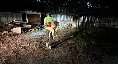 Yangın nedeniyle 335 hayvan koruma altına alındı Büyükşehir ekipleri can dostları yangından korudu