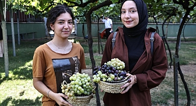 Bağcılar’da bağ bozumu zamanı