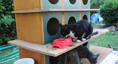 Bayraklı'da pati evlerinin sayısı artıyor