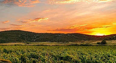 Bir Başka Avşa: Ada Karası Üzüm Hasadı ve Etkinlikleri