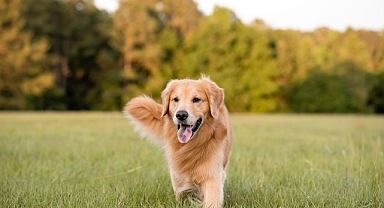 Boehringer Ingelheim’dan Köpeklerin Her Yaş Döneminde Sağlık ve Mutlulukları İçin Bilgilendirme: “İnsanlar gibi köpeklerin de ihtiyaçları yaşlarına göre değişiyor”