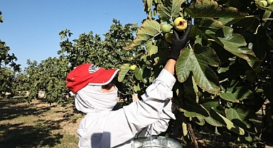 Bursa siyah inciri Nilüfer Bostan satış noktalarında