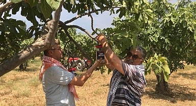 Büyükşehir Ödemiş’te 4 bin 500 ekşilik böceği tuzağı dağıttı İncirde ekşilik böceği ile doğal mücadele
