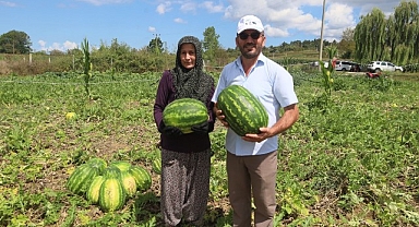 Coğrafi işaretli Kandıra karpuzunda hasat zamanı