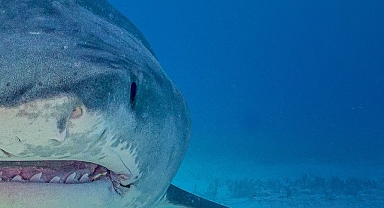 Dünyanın En Büyük Kaplan Köpekbalıklarını Araştıran ‘En Büyük Köpekbalıkları’ 10 Ağustos Cumartesi 20.00’de National Geographic WILD Ekranlarında!