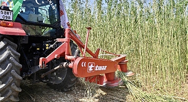 İzmir'de İlk Defa İzinli ve Kontrollü Olarak Lif ve Tohum Üretimi Amacıyla Yetiştirilen Kenevirin Hasadı Gerçekleştirildi