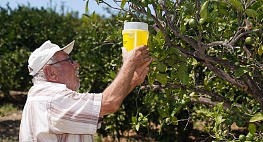 Karaburun’da narenciye kalitesi artıyor
