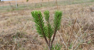 Kent Ormanı'nda binlerce fidan büyüyor