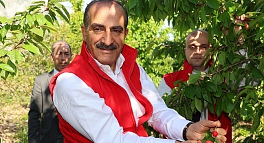 Kiraz ihracatı 209 milyon dolara ulaştı