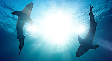 Köpekbalıklarının İnsanlara Neden Saldırdığını Araştıran ‘Köpekbalığı Saldırıları: 360 Derece’ 4 ve 11 Ağustos Pazar 20.00’de National Geographic WILD Ekranlarında