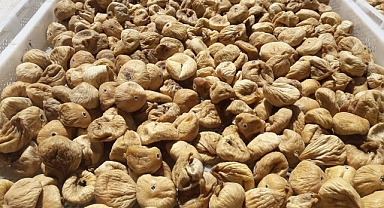 Kuru incir uzak pazarlara yelken açtı