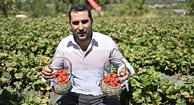 Ödemişte Organik Çilek Projesi İlk Meyvelerini Verdi