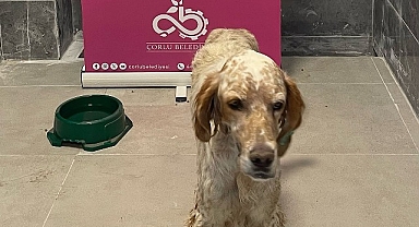 Sevimli Dostlarımız Yeni Bir Başlangıç İçin Sizi Bekliyor!