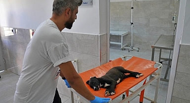 Sokak hayvanları bu hastanede şifa buluyor
