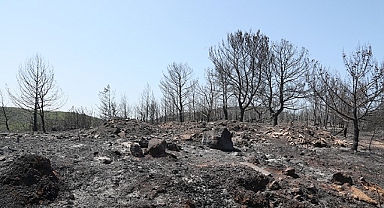Urla küllerinden doğacak