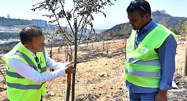 Yangınların etkilediği 15 bin ağaç tedavi edilerek hayatta tutulacak