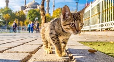 2024 sonbaharı geçen yıla kıyasla soğuk ve kurak geçecek