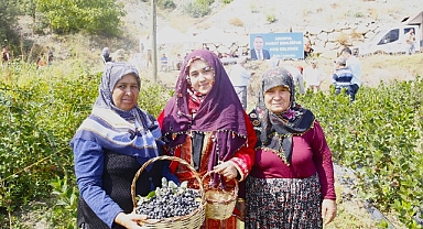 Antalya'da Aronya hasadı başladı