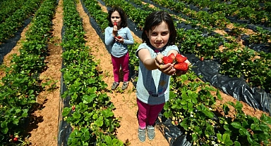 Başkan Altay: “Hüyük Çileği, AB Tescili Alan Konya’mızın İlk Ürünü Oldu, Hayırlı Olsun”
