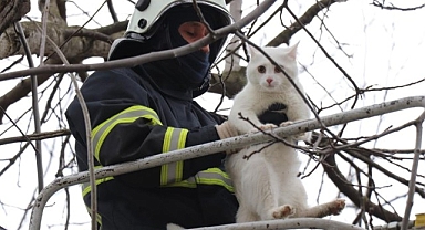 Büyükşehir can dostlarımızı koruyor ve yaşatıyor