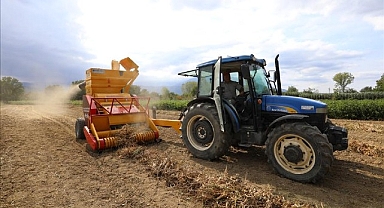 Cerrah Kuru Fasulyesinin Hasadı Başladı