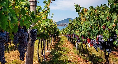 Eylül Ayında Avşa Adası’nda Düzenlenen Ada Karası Üzüm Hasadı Günleri Yoğun İlgi Görüyor