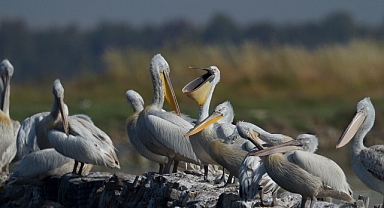 İzmir Gediz Deltası’nda Tepeli Pelikanlar için Yuva Platformu Kuruluyor.