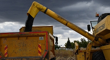 Lüleburgaz Belediyesi'nden ayçiçek hasadı