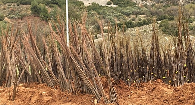 Muğla Büyükşehir Belediyesi “Her Kapıda Bir Fidan” projesi ile ücretsiz fidan dağıtımına başlıyor.