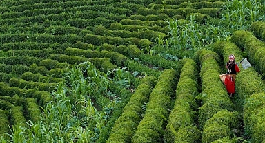 Rize’de 4. Gastronomi Günleri Başlıyor!